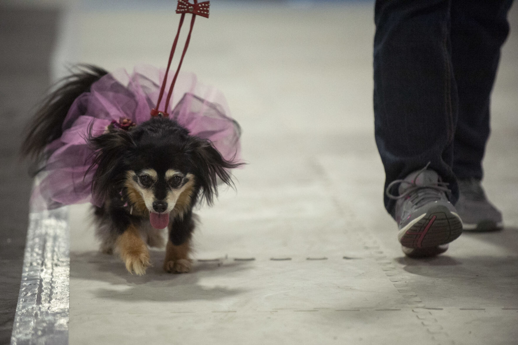 I love my dog expo 4.18